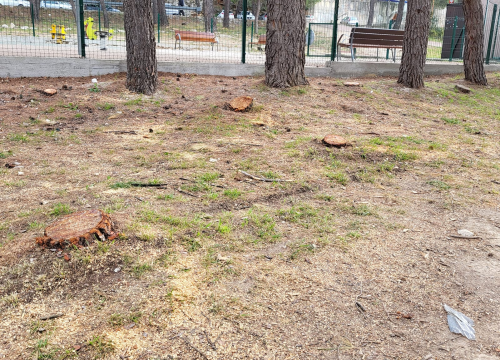 Fotografija 8 - 'Masakr' u parku Rasadnik na Vidicima: Sječe li Zeleni grad stabla mimo studije koju je naručio Grad?