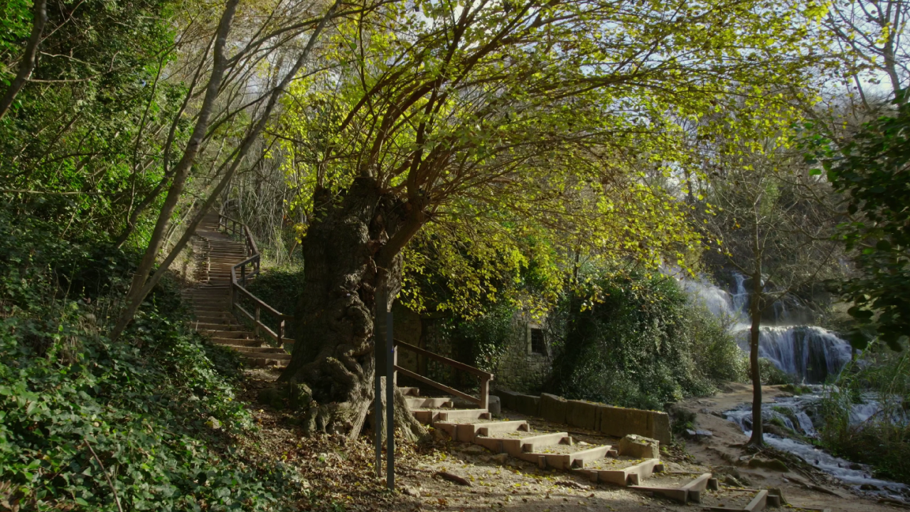 Murva iz NP Krka treba vaše glasove u izboru za Europsko stablo godine