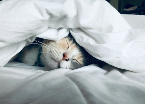 Nedjeljom? Liječnik savjetuje koliko često treba mijenjati posteljinu