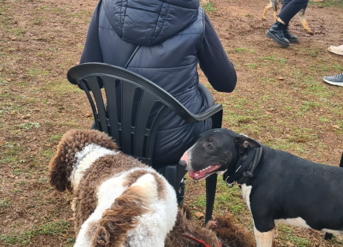 Fotografija 3 - Marko Aleksić, interventni policajac i trener pasa: 'Odgoj psa treba shvatiti ozbiljno, a veću ljubav u životu nećete dobiti'