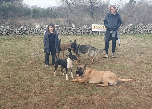 Fotografija 6 - Marko Aleksić, interventni policajac i trener pasa: 'Odgoj psa treba shvatiti ozbiljno, a veću ljubav u životu nećete dobiti'