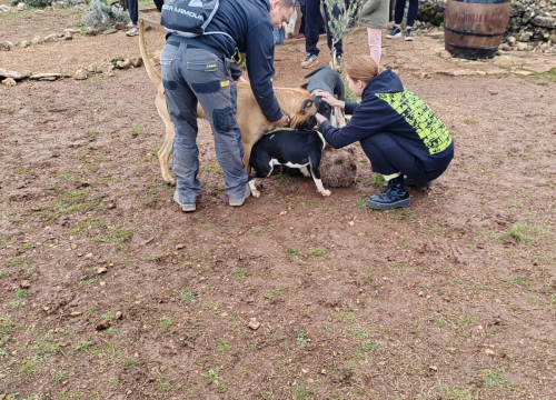 Fotografija 9 - Marko Aleksić, interventni policajac i trener pasa: 'Odgoj psa treba shvatiti ozbiljno, a veću ljubav u životu nećete dobiti'