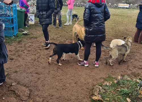 Fotografija 11 - Marko Aleksić, interventni policajac i trener pasa: 'Odgoj psa treba shvatiti ozbiljno, a veću ljubav u životu nećete dobiti'