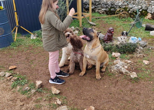 Fotografija 14 - Marko Aleksić, interventni policajac i trener pasa: 'Odgoj psa treba shvatiti ozbiljno, a veću ljubav u životu nećete dobiti'