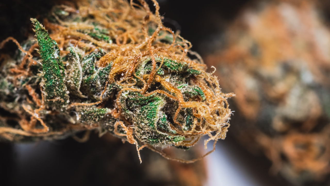 Njemačka legalizirala marihuanu. Evo što se smije, a što ne