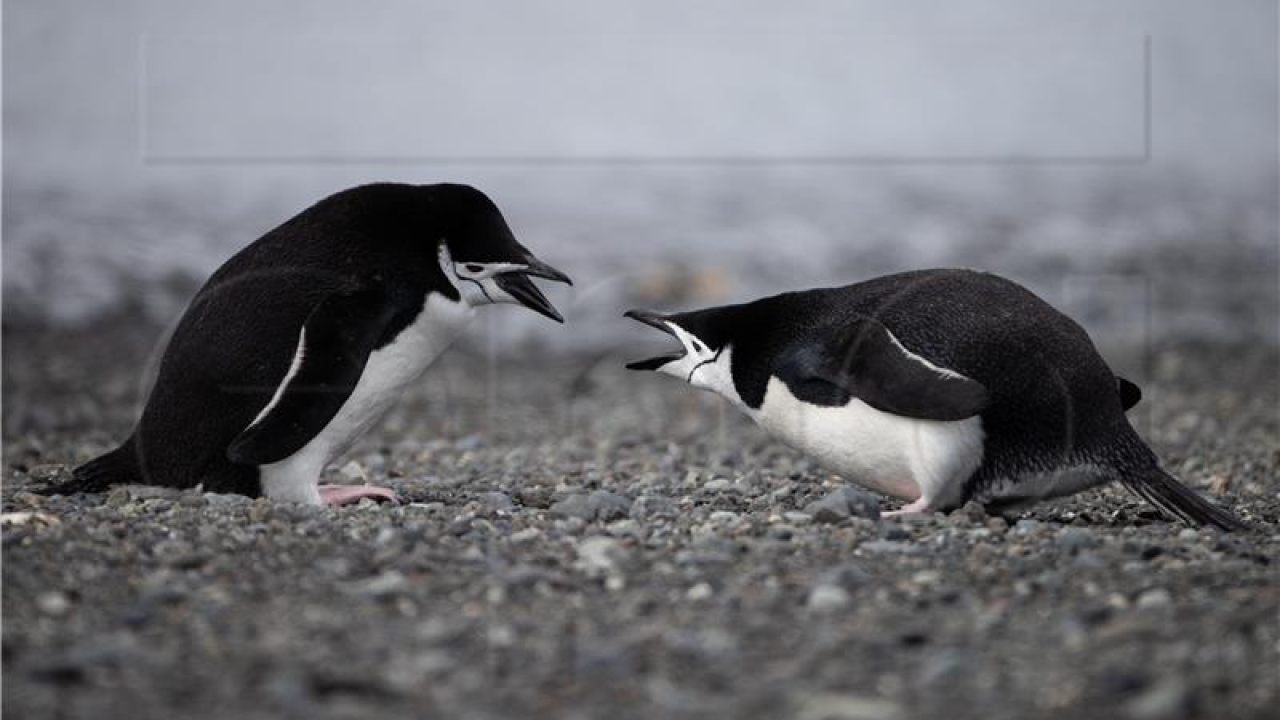 Ptičja gripa stigla do Antarktike