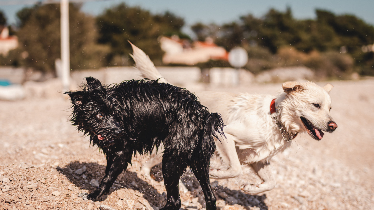 Kiše li i vaš dlakavac dok se igra? Ako da, evo šest mogućih razloga za što to radi