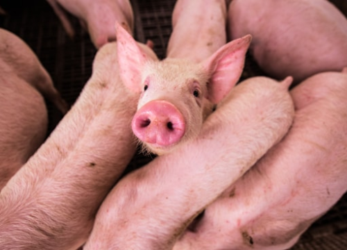 Ukinuta zaražena zona zbog izbijanja afričke svinjske kuge u Zadarskoj županiji