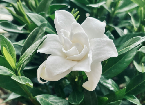 Gardenijin miris opisuju kao jedan od najposebnijih, a podsjeća na jasminov