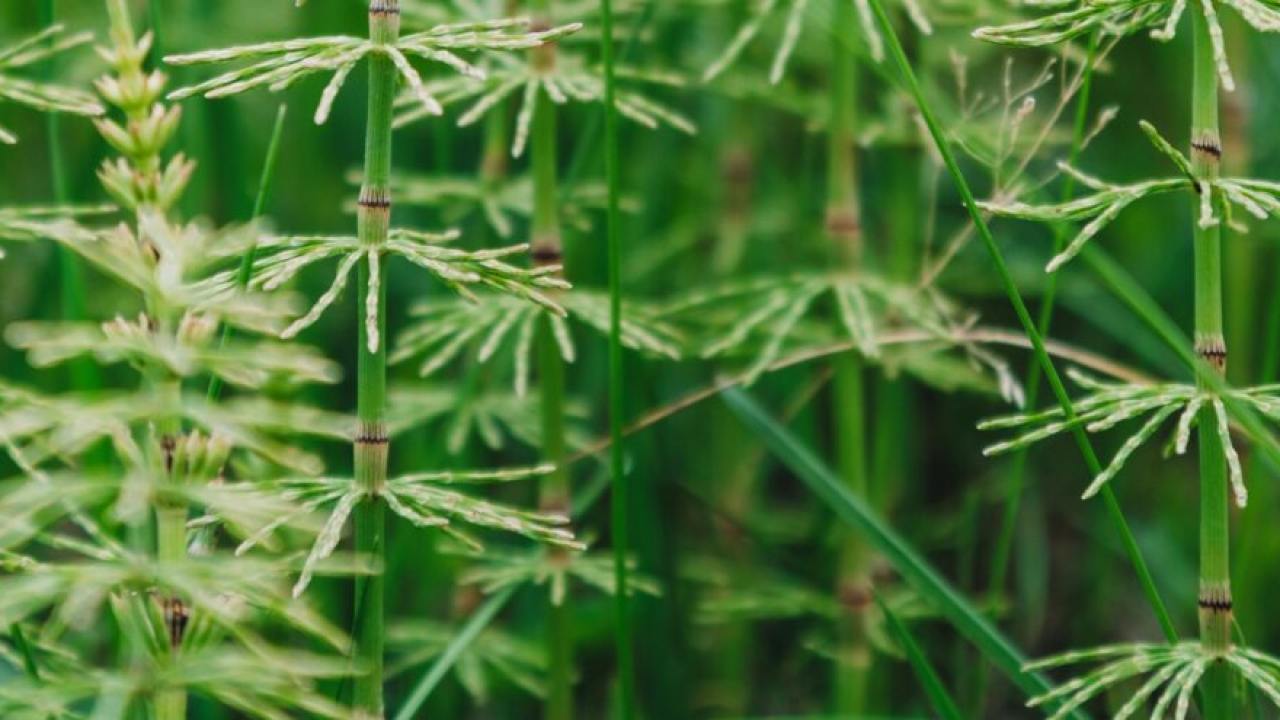 Najstariji i najdjelotvorniji lijek iz prirode: Pomaže kod brojnih zdravstvenih tegoba