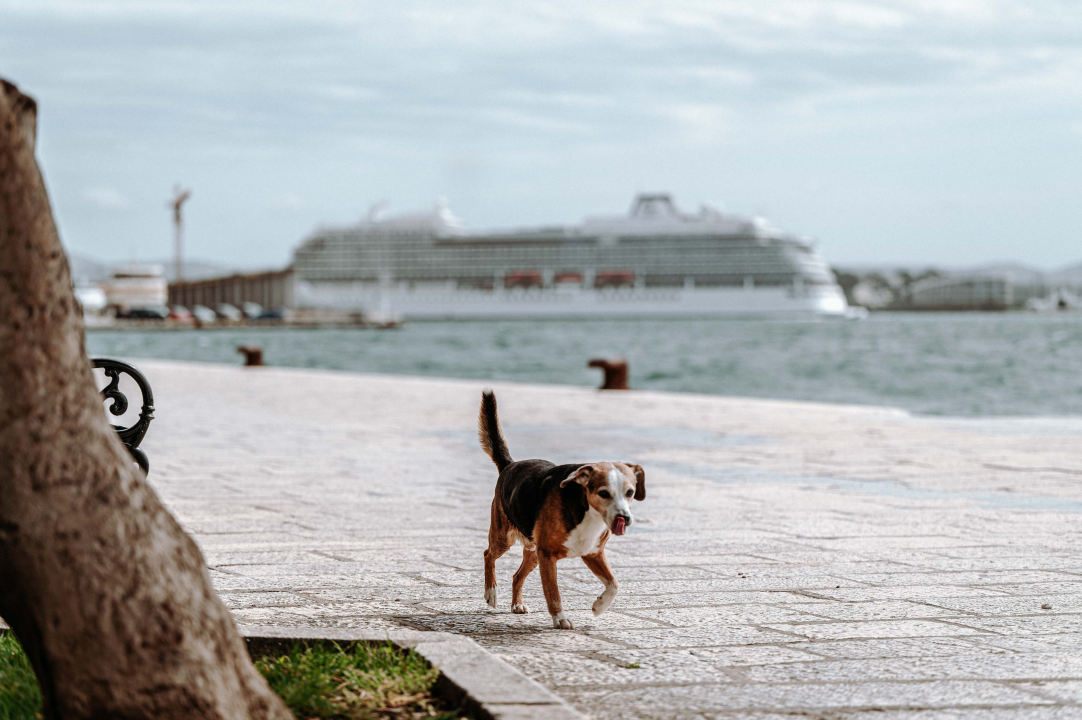 Jadrolinijina Premuda pokraj kruzera Viking Mars izgleda kao dječja igračka