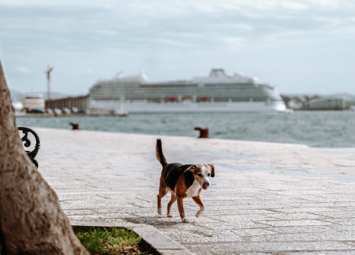 Fotografija 2 - Jadrolinijina Premuda pokraj kruzera Viking Mars izgleda kao dječja igračka