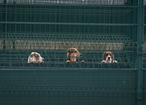 U Hrvatskoj se godišnje napusti 10 tisuća životinja