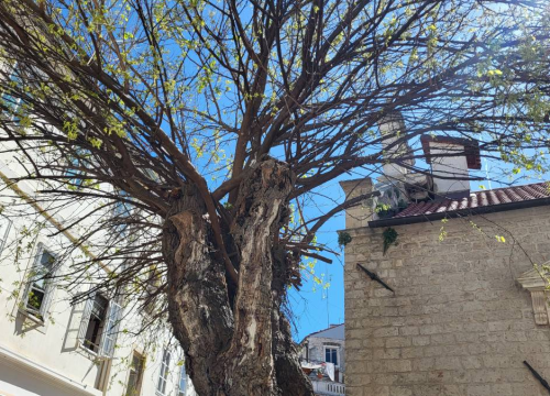 Fotografija 2 - Doktor za drveća pregledao murvu: Koliko je staro legendarno šibensko stablo?