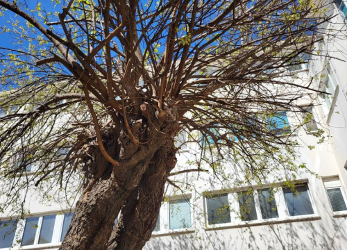 Fotografija 4 - Doktor za drveća pregledao murvu: Koliko je staro legendarno šibensko stablo?