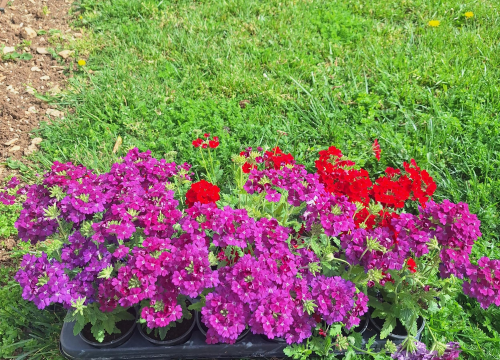 Fotografija 3 - Zeleni grad uređuje Perivoj Luje Maruna