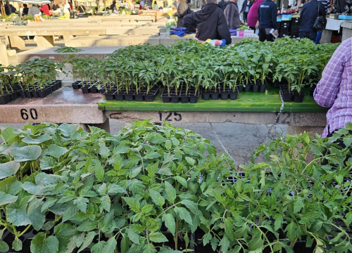 Fotografija 7 - Sadnice pomidora hit na šibenskoj pijaci: 'Svi se bacili u poljoprivredu, sade po balkonima'