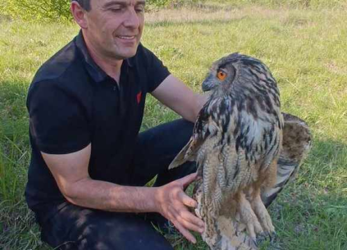 Fotografija 2 - Ranjena sova ušara pronađena u Vukšiću