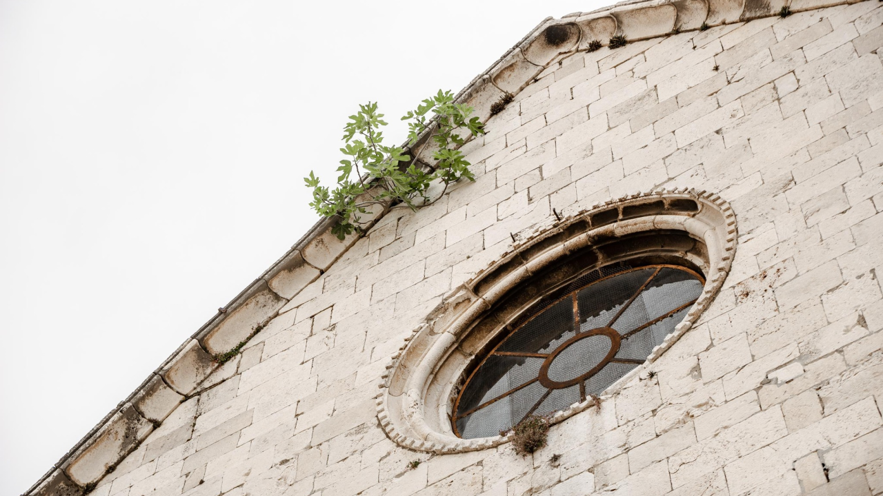 Ne da se smokva s vrha crkve sv. Frane u Šibeniku: Rezali su je, ali opet se vratila