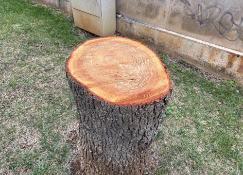 Fotografija 5 - Stablo ispred Gradske uprave kapituliralo pred pilom: 'Počelo se sušiti pa smo uklonili zbog sigurnosti'