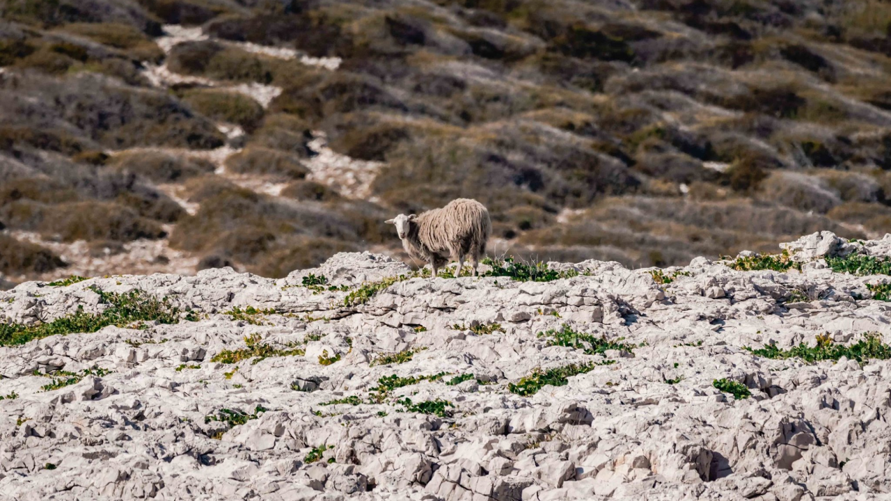 Paška sirana pastire za svoje stado pronašla u inozemstvu: ‘Ovce nam imaju nepalska imena’