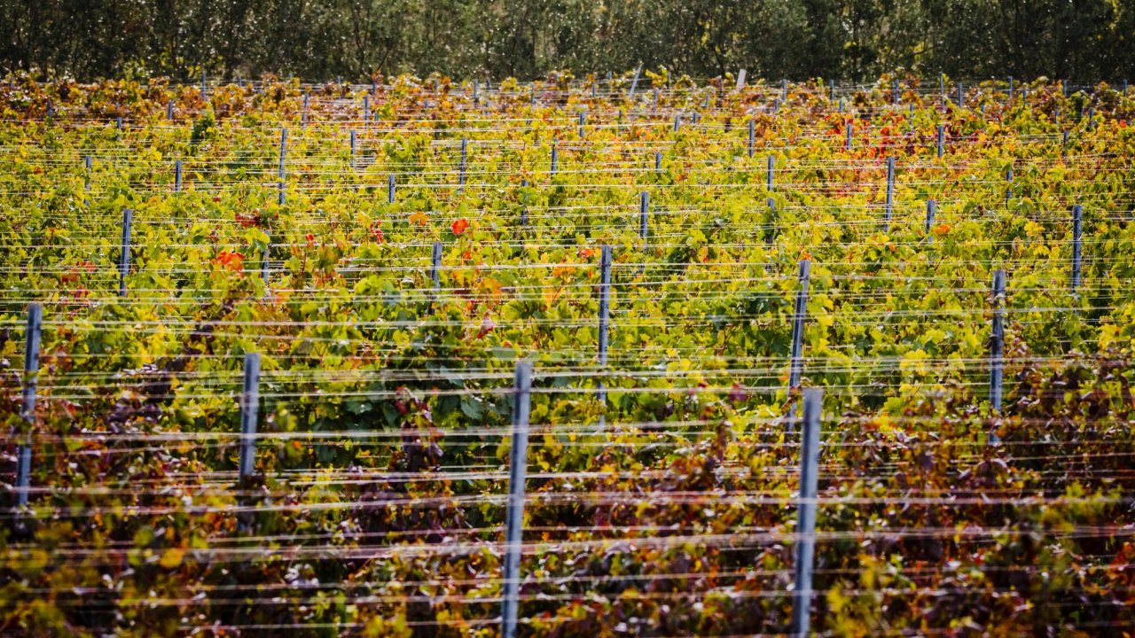 Sve je više investicija u vinarstvu, potrebno je pojačati promociju i urediti tržište