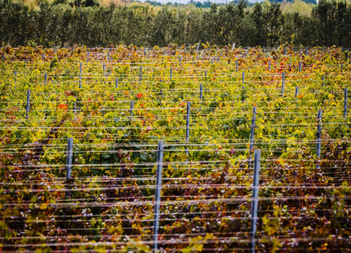 Sve je više investicija u vinarstvu, potrebno je pojačati promociju i urediti tržište