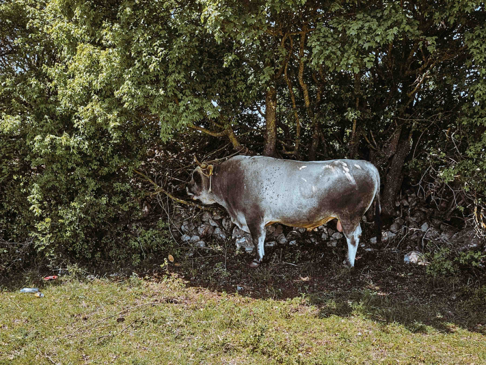 Bili smo na Bikijadi u Nevestu: ‘Željeli smo barem nakratko vratiti život u kraj koji umire’