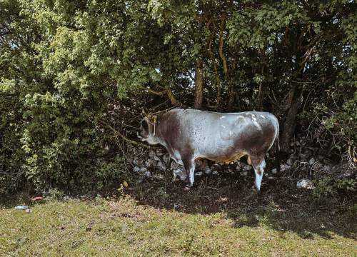 Fotografija 2 - Bili smo na Bikijadi u Nevestu: ‘Željeli smo barem nakratko vratiti život u kraj koji umire’