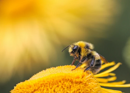 Pčelari upozoravaju: Oprezno s pesticidima!