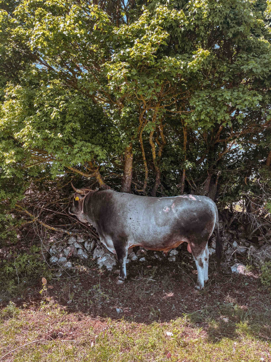 Bili smo na Bikijadi u Nevestu: ‘Željeli smo barem nakratko vratiti život u kraj koji umire’
