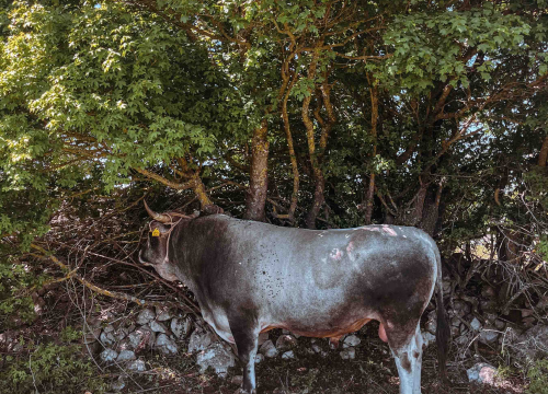 Fotografija 3 - Bili smo na Bikijadi u Nevestu: ‘Željeli smo barem nakratko vratiti život u kraj koji umire’
