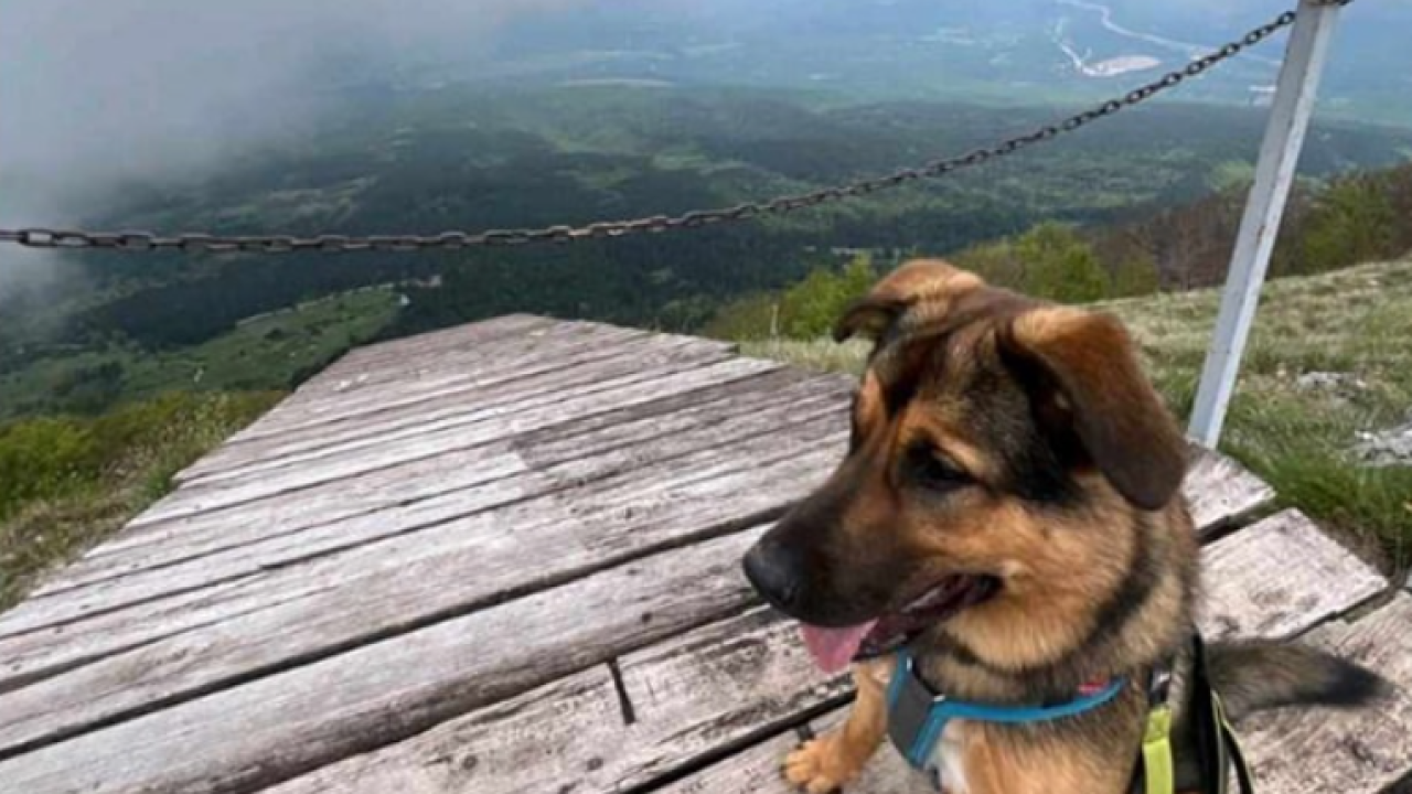 Turistima nestao pas u Šibeniku, vlasnici su neutješni: 'Henry je vjerojatno uplašen'