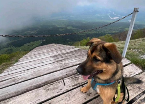 Turistima nestao pas u Šibeniku, vlasnici su neutješni: 'Henry je vjerojatno uplašen'