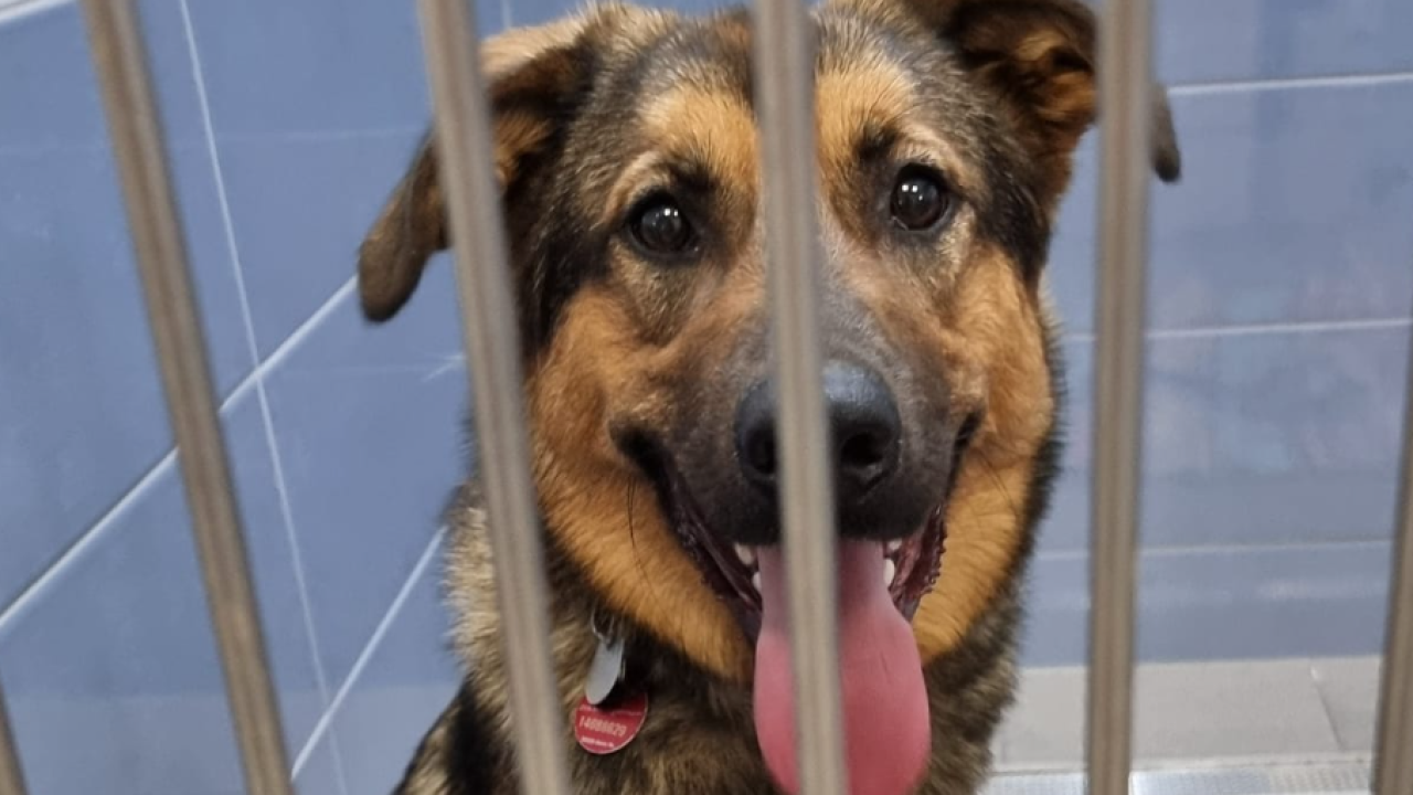 Pronađen Henry, pas za kojim su turisti u Šibeniku tragali danima