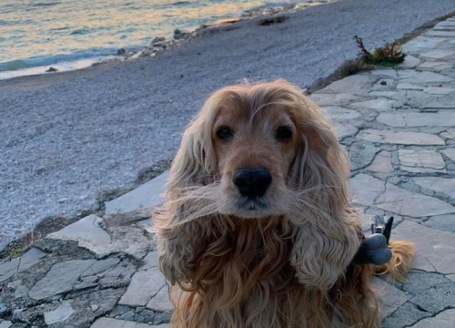 Fotografija 8 - Omiljeni bistro Kod Starog odlično je odredište i u ljetnim danima!