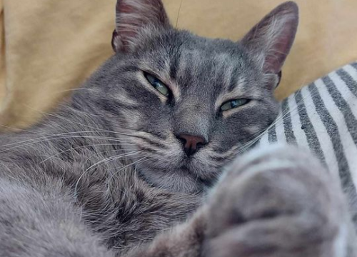 Fotografija 11 - Omiljeni bistro Kod Starog odlično je odredište i u ljetnim danima!