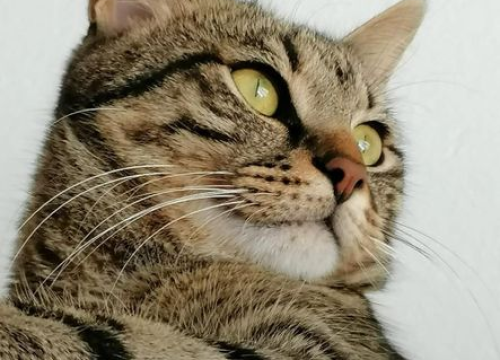 Fotografija 13 - Omiljeni bistro Kod Starog odlično je odredište i u ljetnim danima!