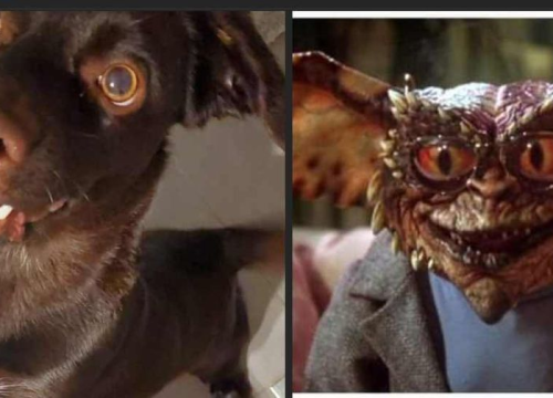 Fotografija 18 - Omiljeni bistro Kod Starog odlično je odredište i u ljetnim danima!