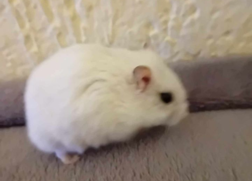 Fotografija 26 - Omiljeni bistro Kod Starog odlično je odredište i u ljetnim danima!