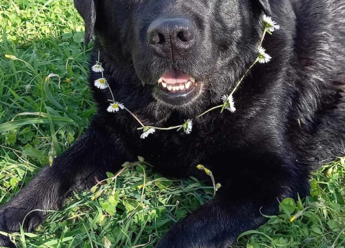 Fotografija 33 - Omiljeni bistro Kod Starog odlično je odredište i u ljetnim danima!