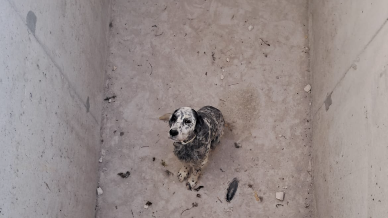 Pas upao u grobnicu na Kvanju, traži se vlasnik