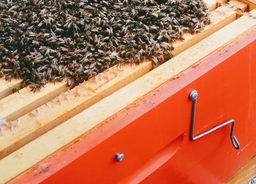 Fotografija 4 - Doris Banić u Dubravicama ima penthouse i hotel, a njezini 'gosti' boravak ne plaćaju