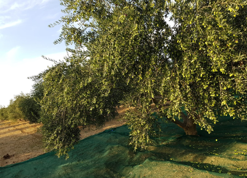 Fotografija 9 - Obitelj Podrug prvo ulje napravila je 1886. godine, a danas osvajaju zlatne medalje od Vodica do New Yorka