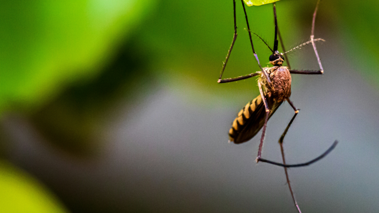 Tijekom noći sa srijede na četvrtak u Kninu dezinsekcija komaraca
