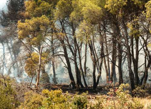 Fotografija 24 - Požar i dalje aktivan, no pod kontrolom je vatrogasaca: Izgorjela je površina od oko 3,5 hektara