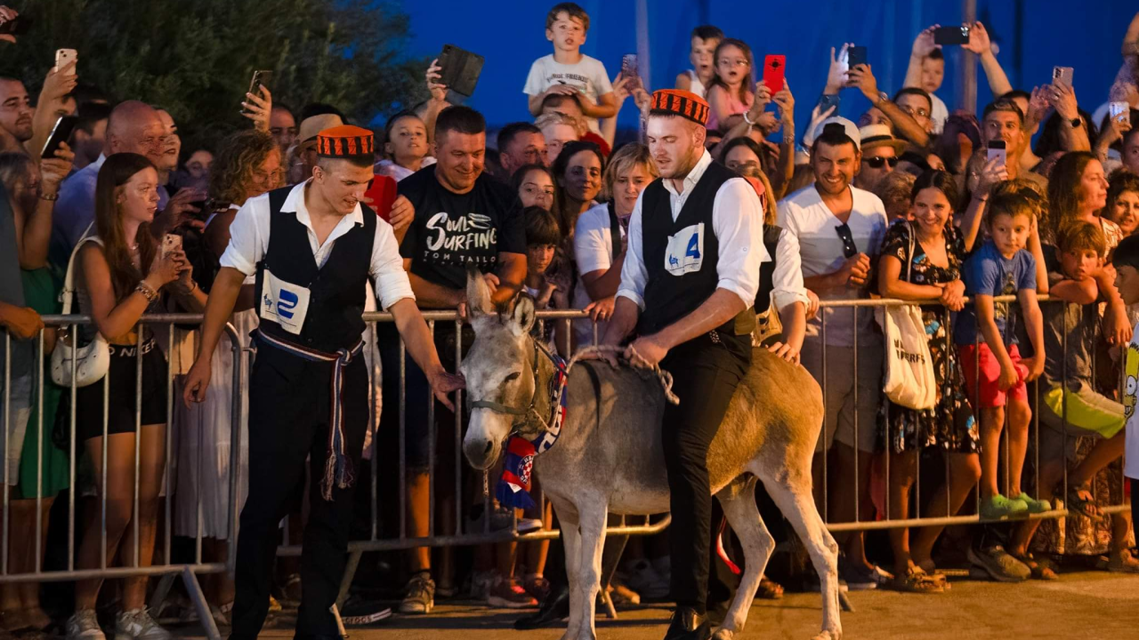 Prijatelji životinja traže ukidanje utrka tovara u Tribunju, Tisnom i drugim mjestima