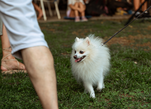 Fotografija 8 - Šibenske šape rođendan proslavile izložbom pasa, tombolom i kvizom