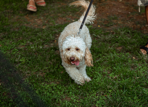 Fotografija 12 - Šibenske šape rođendan proslavile izložbom pasa, tombolom i kvizom