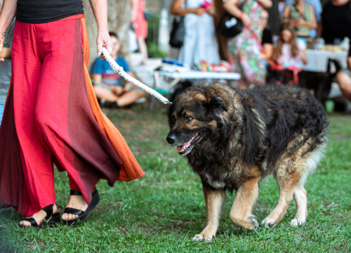 Fotografija 14 - Šibenske šape rođendan proslavile izložbom pasa, tombolom i kvizom